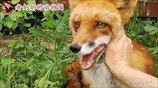 “忘恩负义”的小狐狸，一生气竟然咬主人