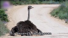 史上最大的动物 超大的鱿鱼是真实存在的