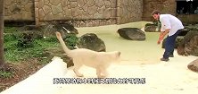 呆萌小白狮，和饲养员愉快玩耍，把饲养员裤子都弄破了