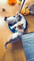 猫妈妈和孩子的幸福时刻