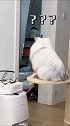 突一山容不下二猪！ 猫咪的迷惑行为