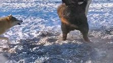 藏獒和狼在雪地干起来了，你们觉得谁的战斗力更强呢，坐等吃瓜！