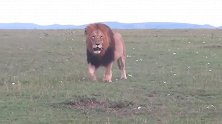 巨狮在巡逻，这体格只能说是健壮如牛