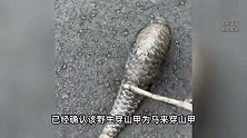 比大熊猫还稀有！极危物种误入西双版纳，当地,近20年未见过