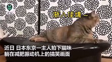 成精了！猫咪把减肥震动机当成按摩椅 肉被抖出“波浪”满脸享受