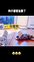 萌娃学爬行，可把身旁的狗狗急坏了眼！自己亲自上手示范起来！