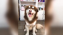 看这傻乎乎的样子，一直在傻笑着，看着真招人喜欢啊！