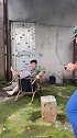 明明一个香香的午觉却被一只狗给毁了，还摔了一下子