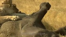 动物：小象误闯狮子领地，被两头雄狮盯上了