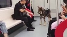 原来警犬也有这么呆萌的一面，就是不好意思卖萌，毕竟得保持威严！