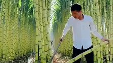 甘蔗丰收的季节到来，农村大哥用专用工具去砍，真是大开眼界！(1)