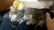 小猫和小鸭子都趴在主人身上，安静的睡着了，真萌！