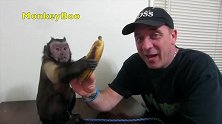 聪明的小猴子，利索的剥开香蕉吃起来！