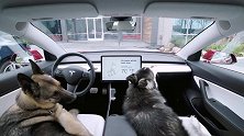 Model3爱狗模式特斯拉又有小惊喜