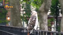 红尾鹰钻进鸡棚，被人抓到后竟装死，网友：虎落平阳