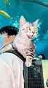 猫咪第一次来海洋馆，看到这么多好吃的，眼睛瞬间就亮了