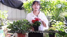 长寿花盆土里埋点“黑炭”，花期开爆盆容易多了！