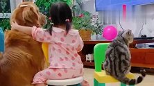 家里有只大金毛真是好，可以帮忙看孩子，这画面真有爱！