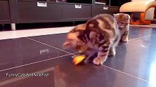 好可爱的猫咪们啊，这只猫咪的表情真逗，忍不住笑了出来！