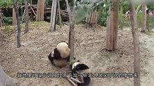 小团子本以为胜券在握，下一秒乐极生悲，镜头记录爆笑画面！