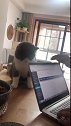 猫：我来看看你在整啥玩意儿！