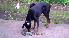 狗子霸道和公鸡抢食，主人突然出现，狗的操作连鸡都懵了！