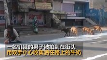 印度全国封锁致百万人陷入饥荒 男子与流浪狗抢地上牛奶