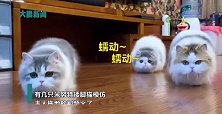 成精了？重庆3只矮脚猫神模仿主人拖地状态，匍匐前进萌翻网友