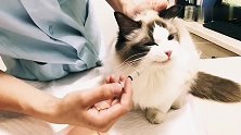 医生拿针管给猫咪喂水，猫咪的举动让人无可奈何