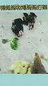 鸭妈妈打鸡妈妈不让鸡妈妈过去吃菜叶，鸡妈妈为了护小鸡没搭理它