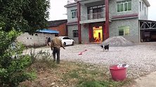 就没见过这么不知好歹的狗狗，小小年纪都敢对鞭炮下手了