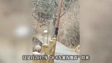 九寨沟地震后首次拍到野生大熊猫：体态健硕约2至3岁，在长海栈道悠闲“散步”
