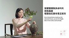 娴静的安娜菊配上活力的红果冬青，让这个冬季很出彩！