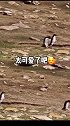 全称超可爱！偶遇一只跟错队伍的小企鹅，队友一路小跑叫回