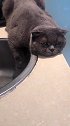 猫：指望谁也不行，还得靠自己！
