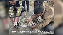 四川甘孜州石渠县第三次救援受伤受困雪豹