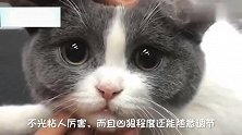 猫这牌也太烂了吧,哎,输光,猫粮都输光!