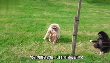 孤独的长臂猿结交了位朋友，它们两小无猜，感情甚好