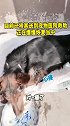 艰难存活！大狗被卡墙缝里八九天，被救出时已瘦得脱相