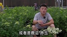养花盆土放什么介质可以代替珍珠岩？老花医相声养花每日一答。