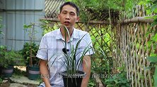 兰花叶片表面有青苔？教你两招解决方法，叶片很快油亮有光泽