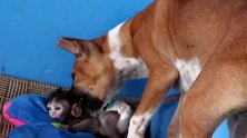 小猴子不想待在狗窝里，狗狗硬是要把小猴子往狗窝里塞