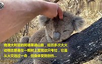 经历森林大火，这只考拉一脸疲惫，祈祷它能健康活下去！