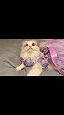 童话里的的王子真的会来嘛？猫 萌宠 布偶猫