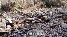 今天运气真好，山沟里发现大量美味山珍，采摘过程比挖冬笋还过瘾