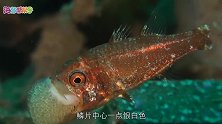 海豚帮帮号第二季：动画外的有趣生物-星天竺鲷