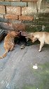 猫：出来，我和狗哥带你去吃天鹅肉！