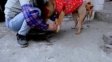 主人把小狗的脚贴上透明胶，狗狗就被定住了，什么原理？