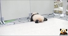 熊猫宝宝朝着一个方向匍匐前进，软糯的小身板儿萌到炸