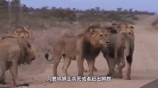雄狮结成联盟，成功围杀狮群狮王！镜头拍下惊险全过程